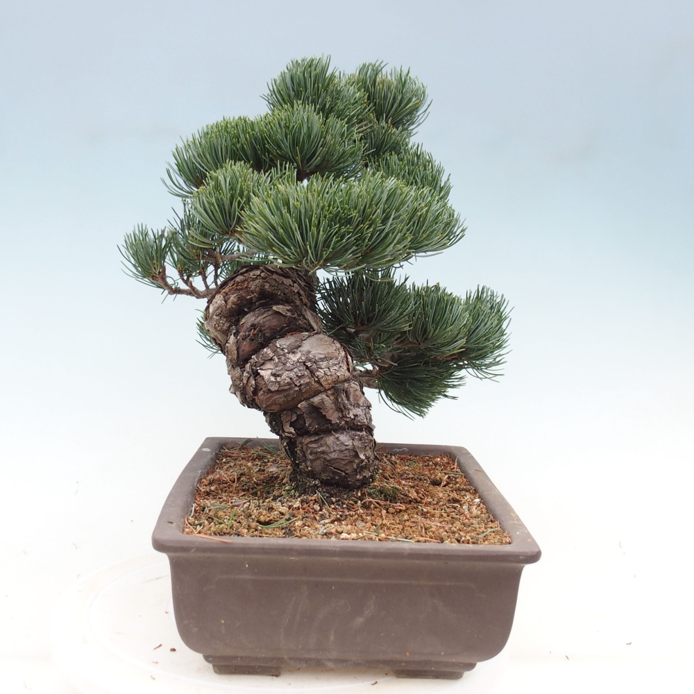 Bonsai im Freien - Pinus parviflora - kleine Kiefer