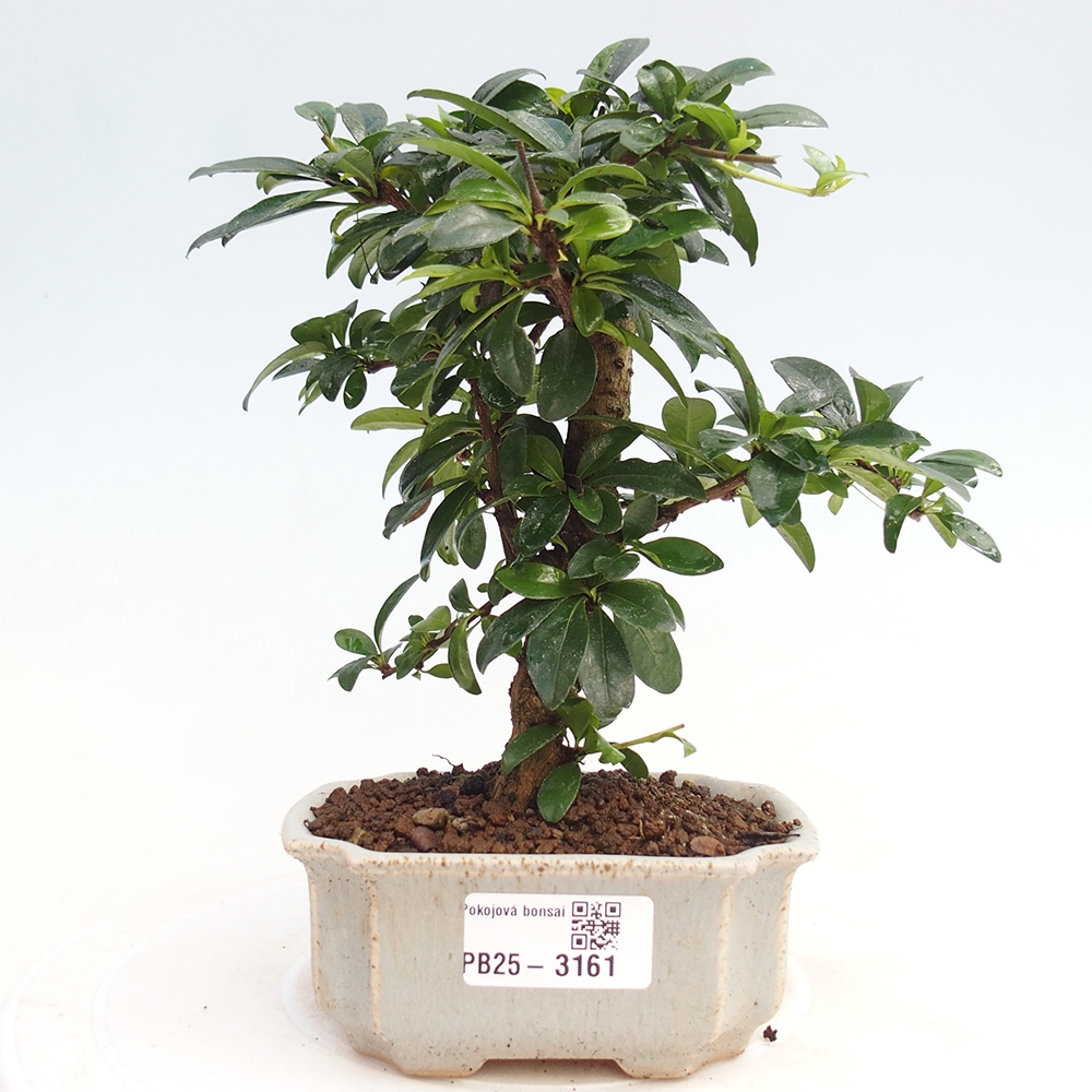 Zimmerbonsai - Carmona Macrophylla - Fuki-Tee