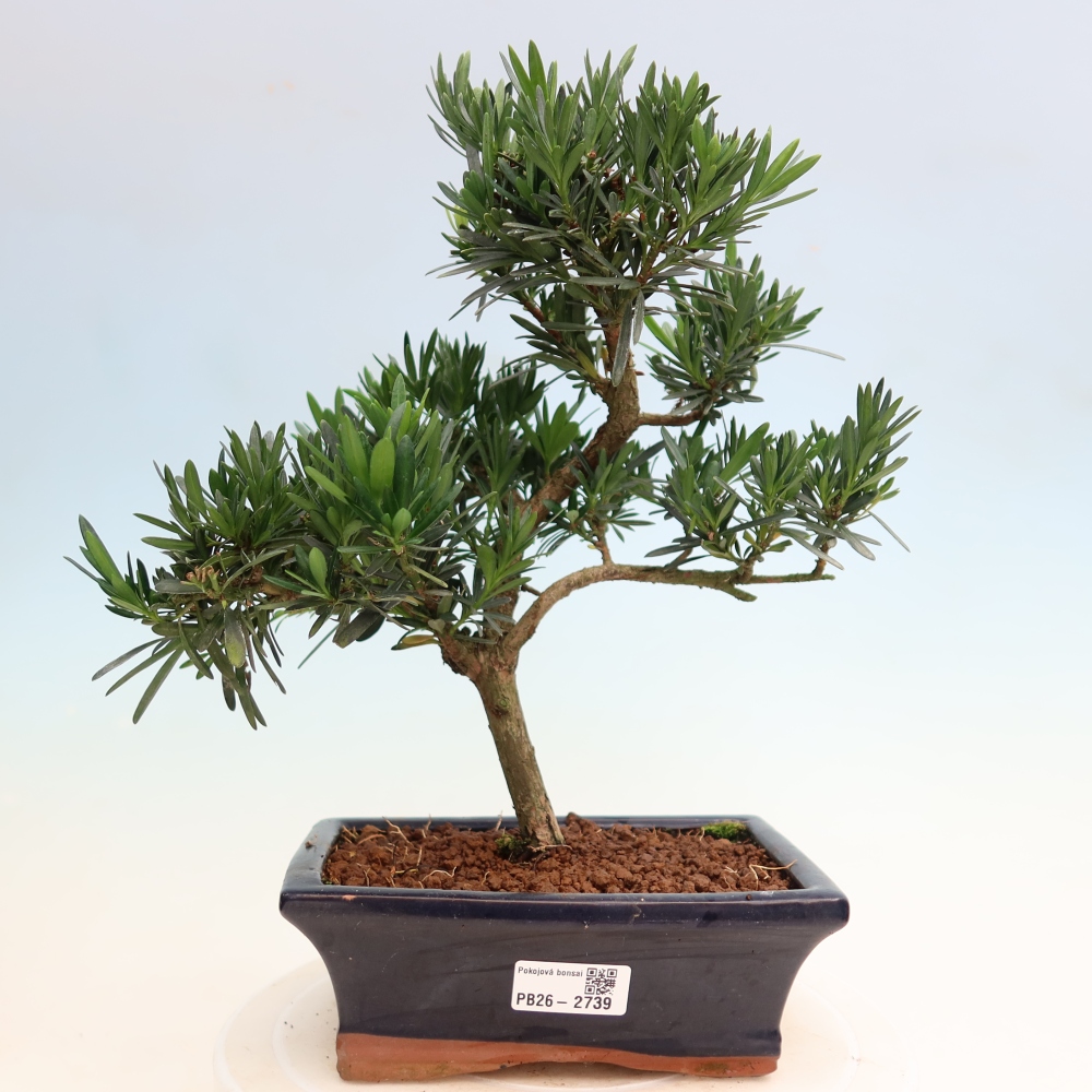 Zimmerbonsai - Podocarpus - Stein-Eibe