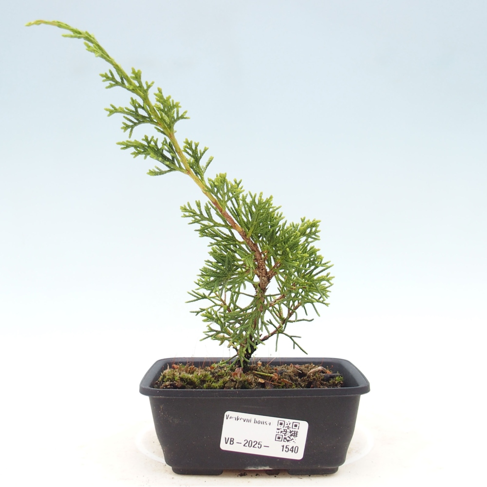 Outdoor bonsai - Juniperus chinensis Itoigawa - Chinese juniper