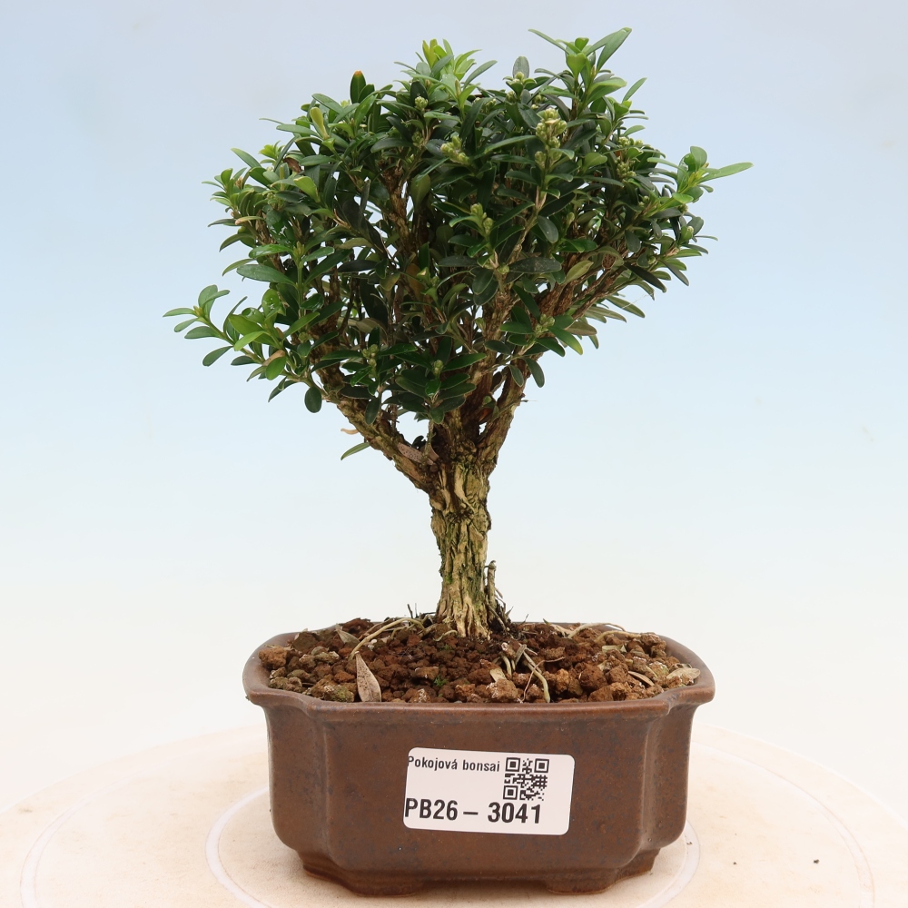Zimmer Bonsai - Buxus harlandii - Korkbuxus