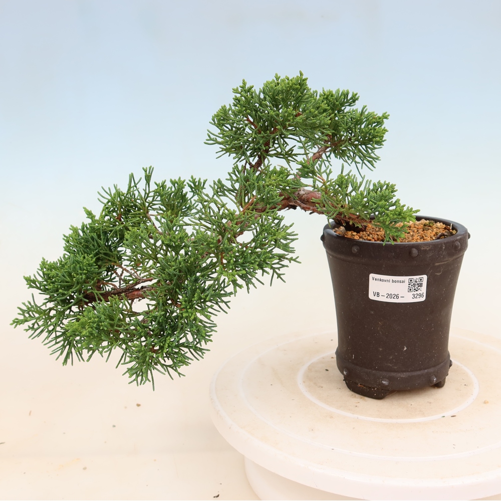 Bonsai für draußen - Juniperus chinensis Kishu