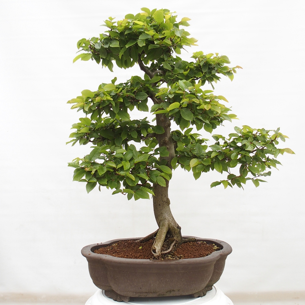 Bonsai im Freien - Hainbuche - Carpinus betulus