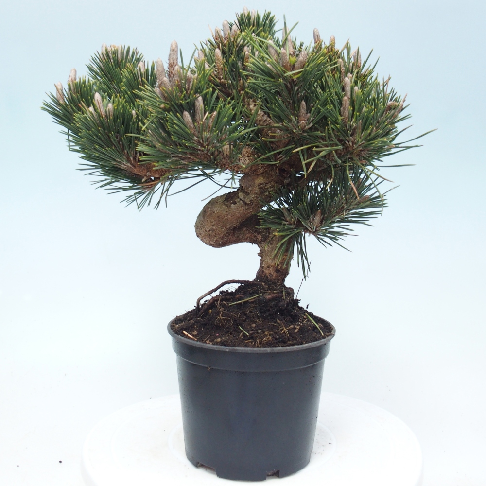 Bonsai für draußen - Pinus thunbergii senjyumaru - Thunberg-Kiefer