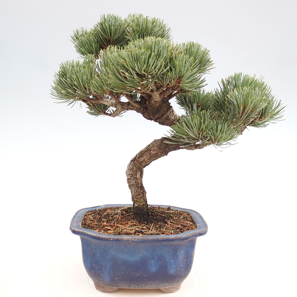 Bonsai im Freien - Pinus parviflora - kleine Kiefer