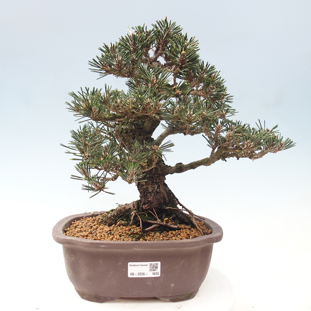 Bonsai für draußen - Pinus thunbergii Kotobuki - Thunberg-Kiefer