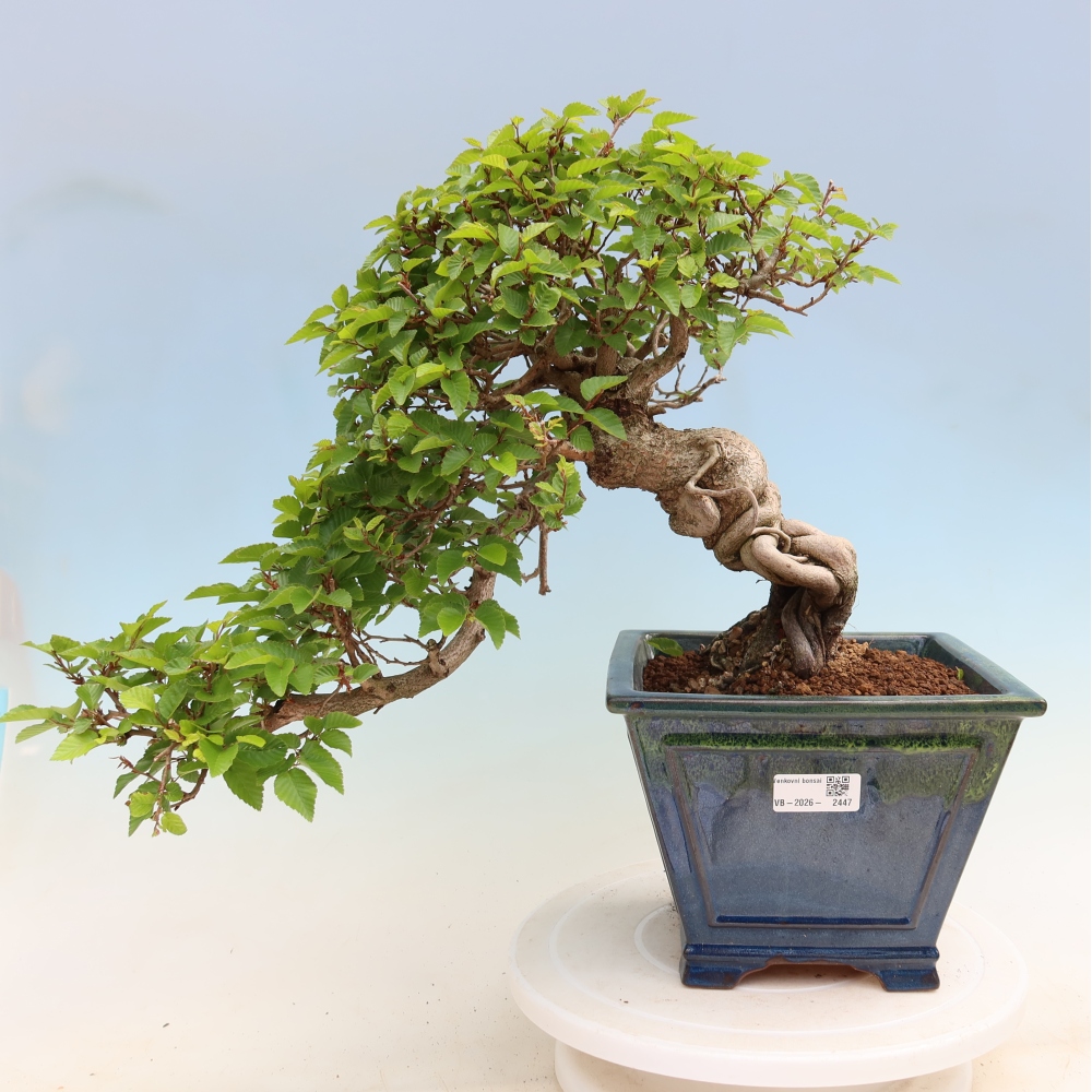 Bonsai für draußen - Karpinus Coreana - Koreanische Hainbuche