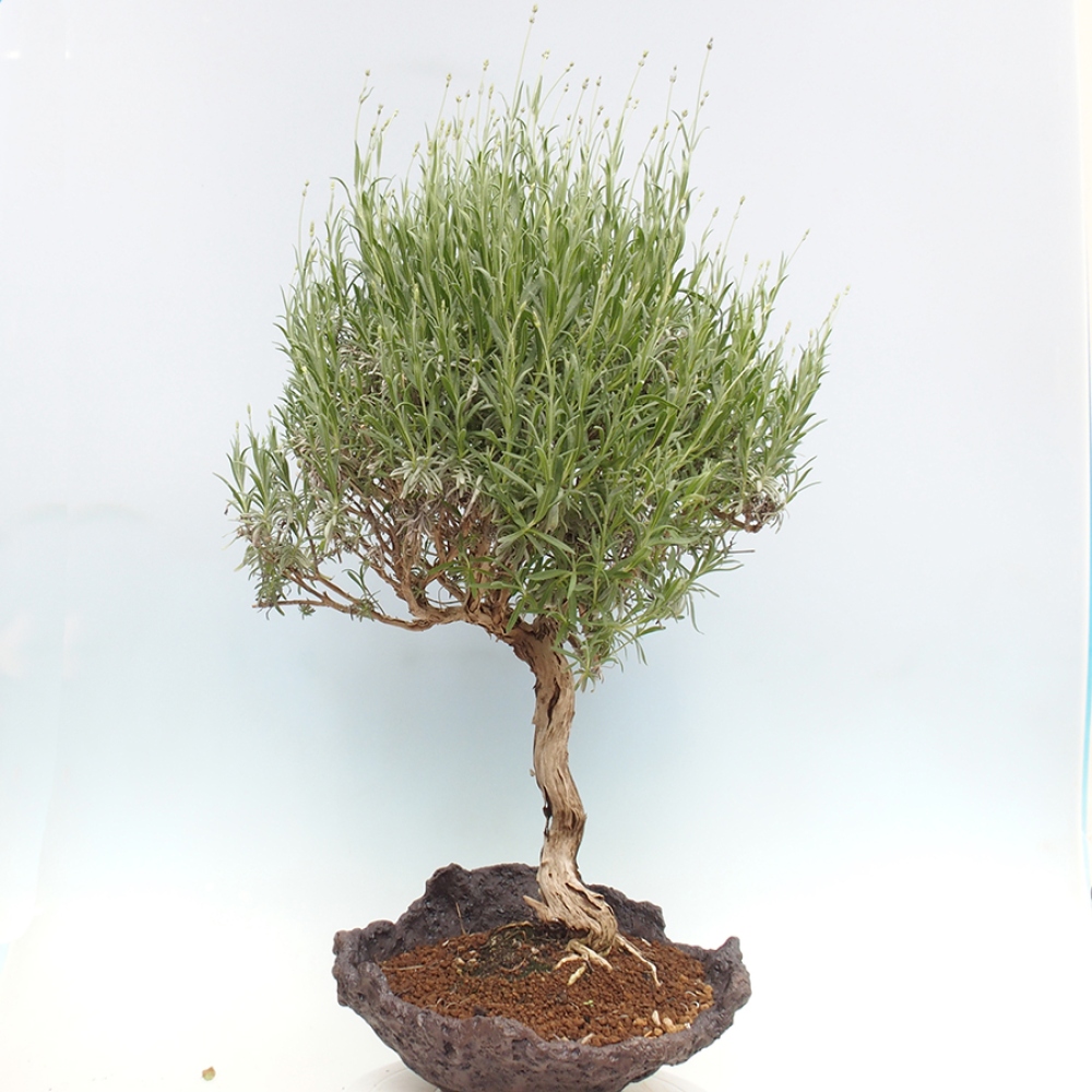 Outdoor-Bonsai - Lavandula - Lavendel