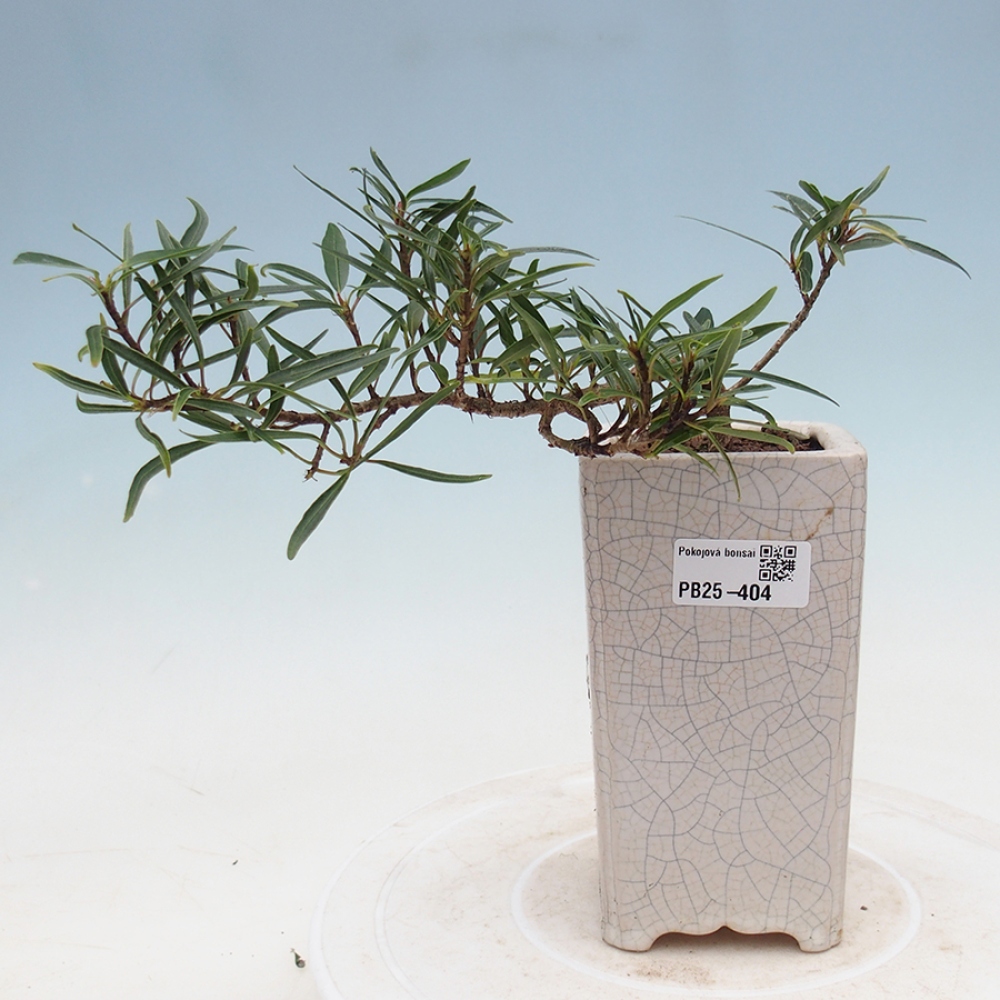 Zimmerbonsai - Ficus nerifolia - kleinblättriger Ficus