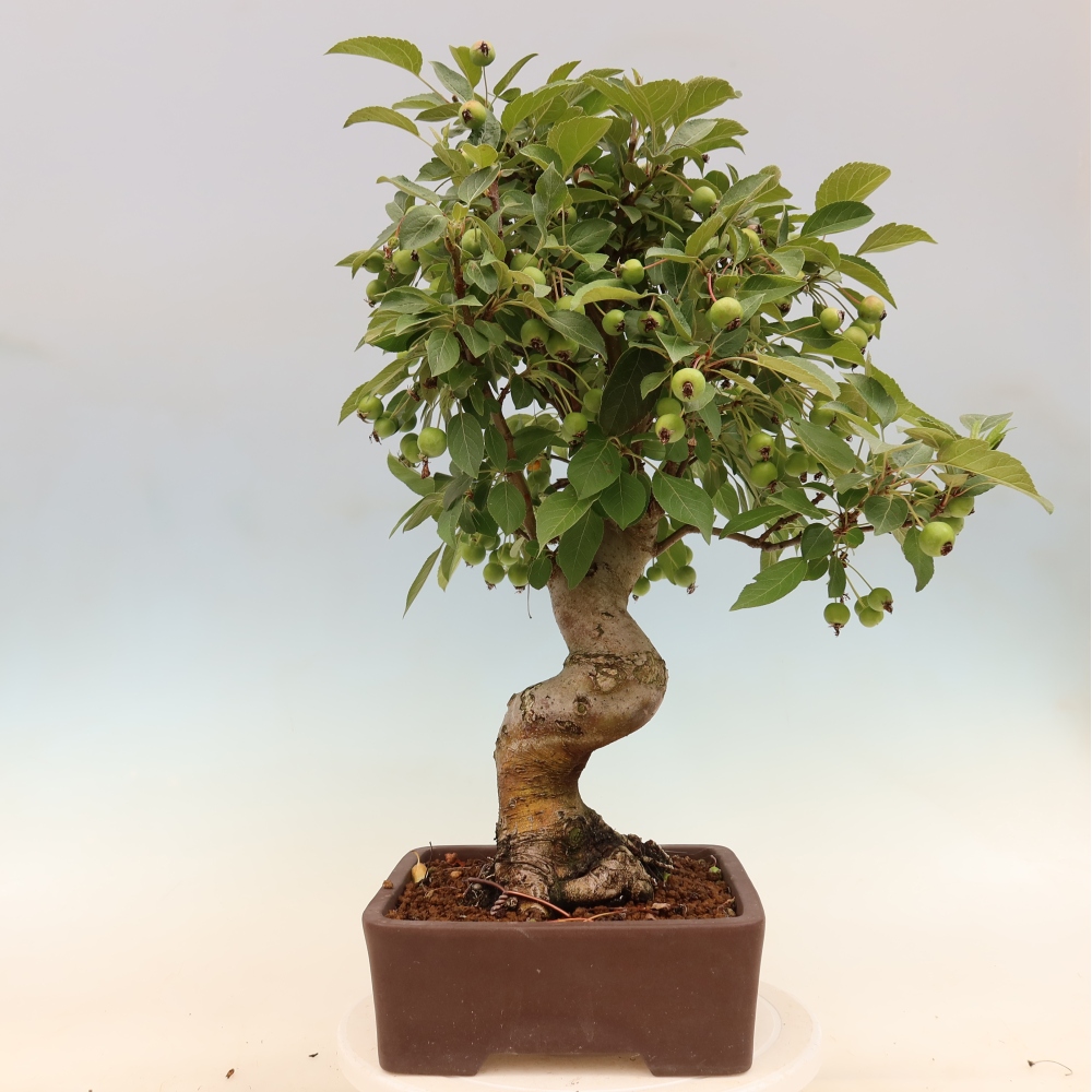 Outdoor-Bonsai -Malus halliana - Kleinfrüchtiger Apfelbaum