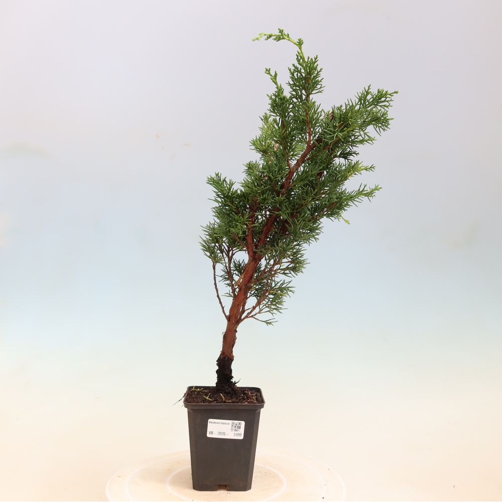 Bonsai für draußen - Juniperus chinensis Kishu