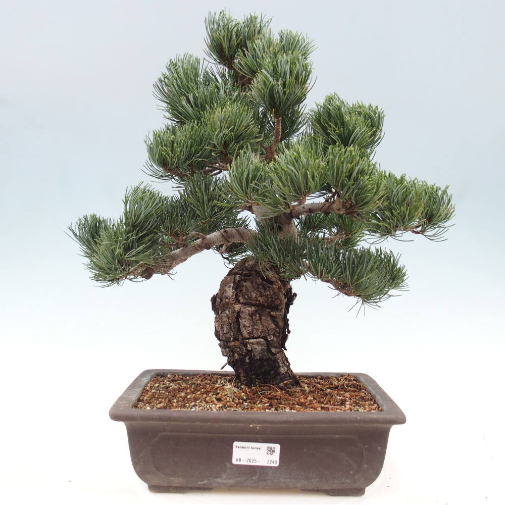 Bonsai im Freien - Pinus parviflora - kleine Kiefer