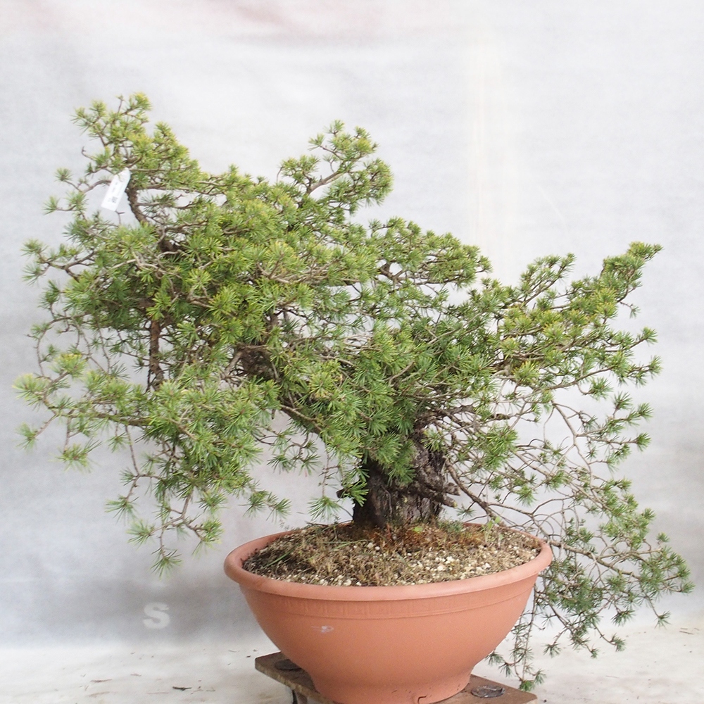 Yamadori - Pinus sylvestris 