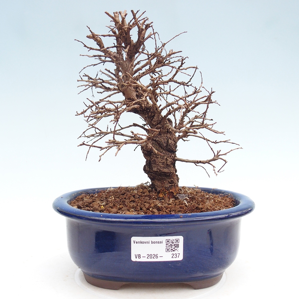 Bonsai für draußen - Zelkova - Zelkova NIRE