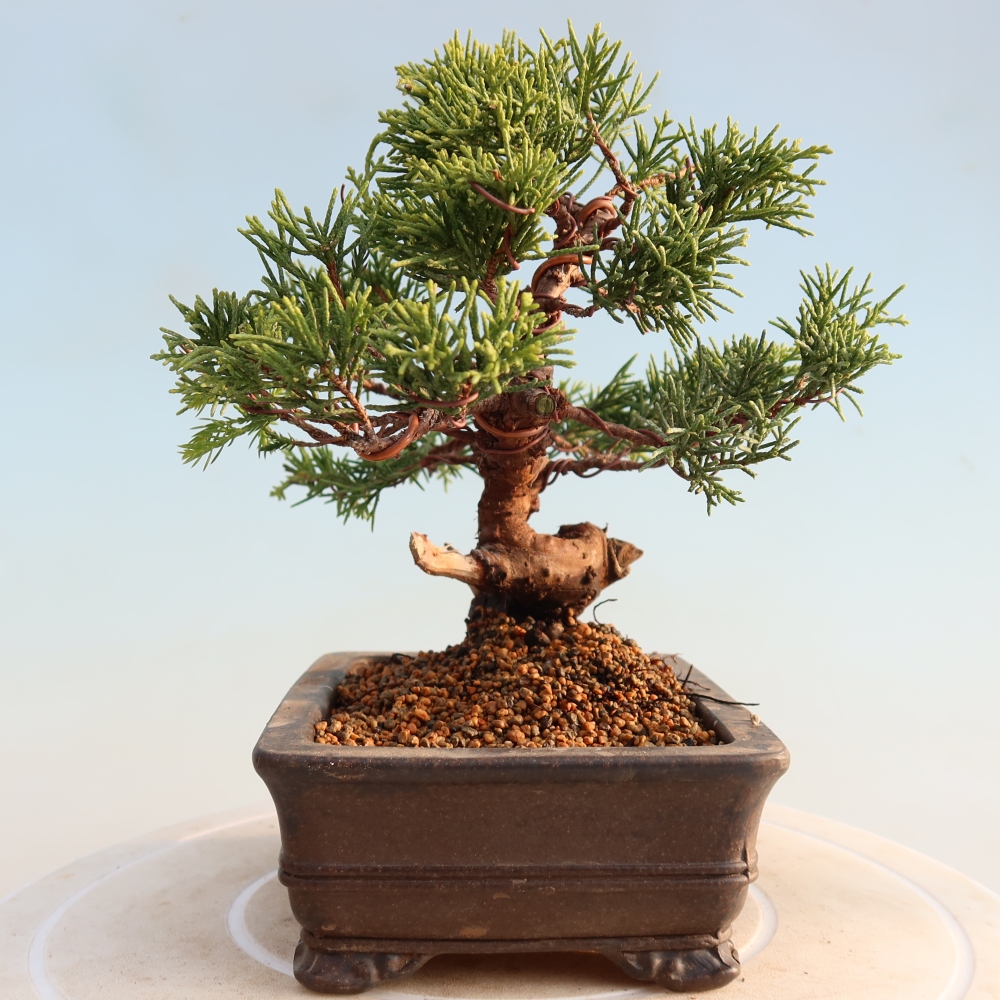 Outdoor bonsai - Juniperus chinensis Itoigawa - Chinese juniper