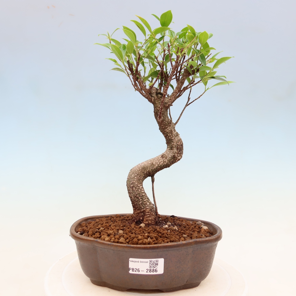Zimmerbonsai - Ficus kimmen - Kleinblättriger Ficus