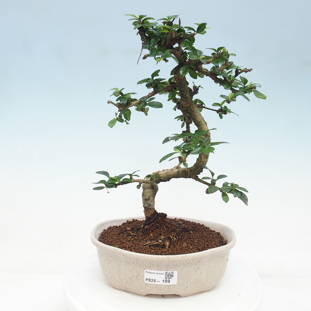 Zimmer-Bonsai - Carmona macrophylla - Tee-Fuki