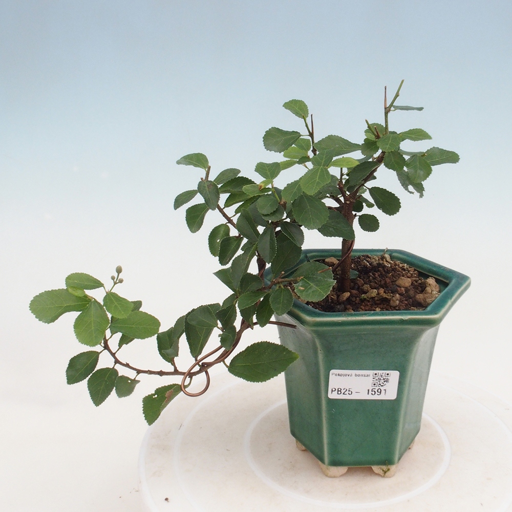 Zimmerbonsai - Grewia occidentalis - Lavendelstern