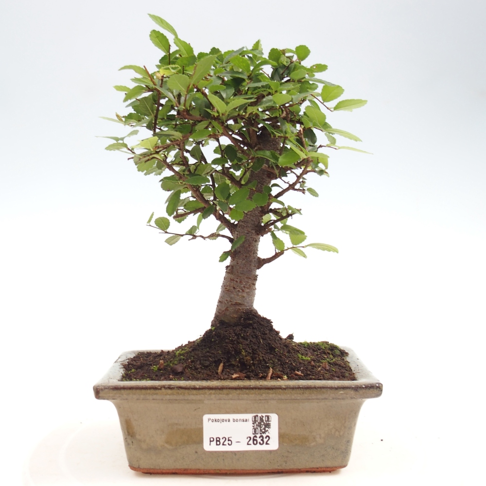 Zimmerbonsai - Ulmus parvifolia - Kleinblättrige Ulme