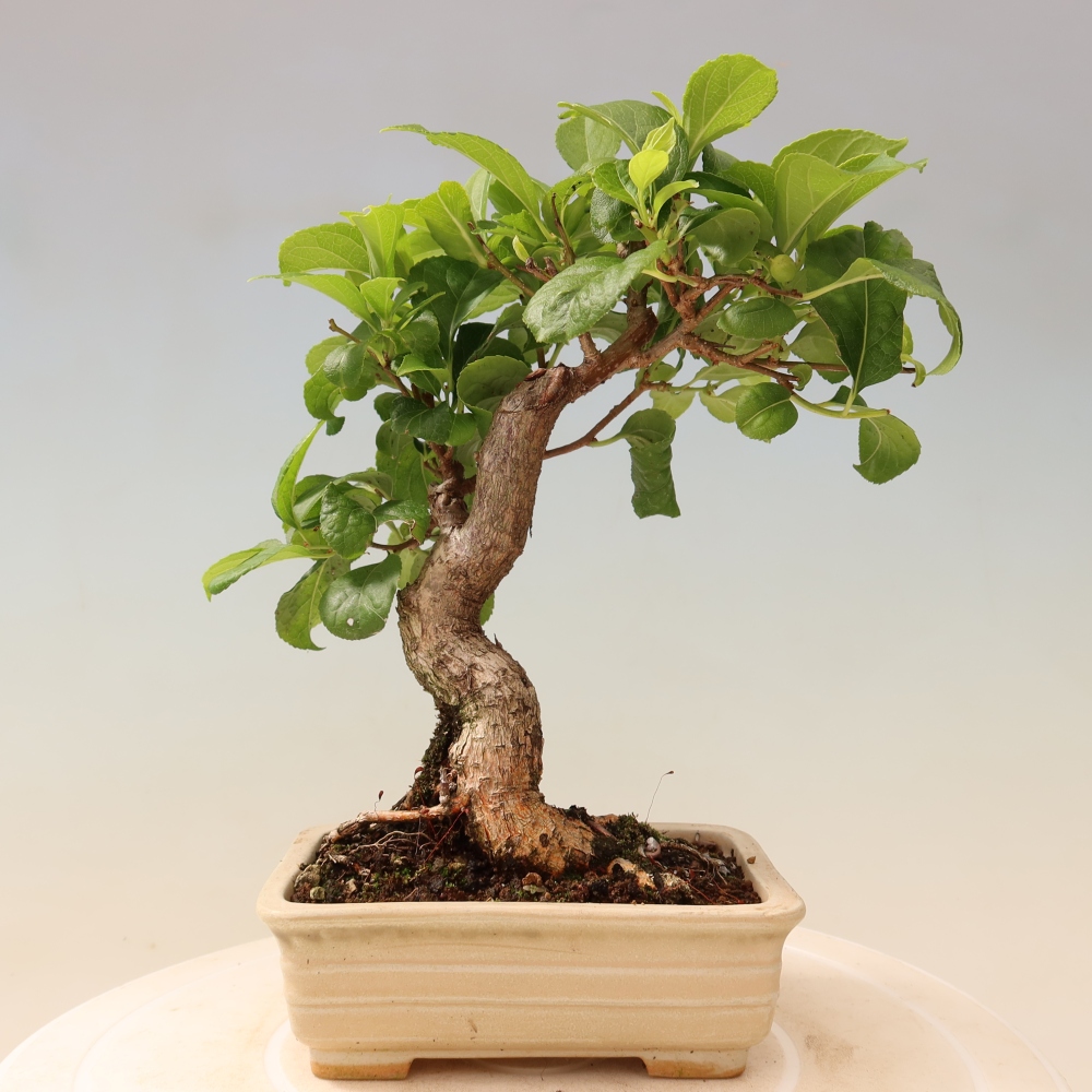 Bonsai für draußen - Celastrus orbiculatus