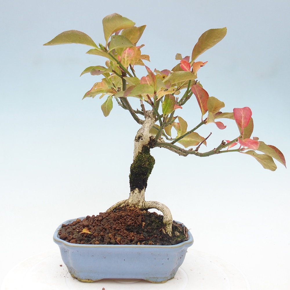 Bonsai für draußen - Europäische Ulme - euonimus