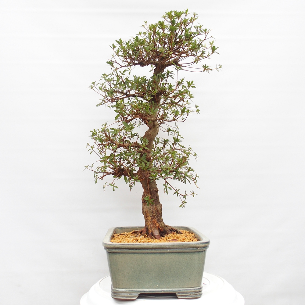 Bonsai für draußen - Japanische Azalee - Azalea satsuki