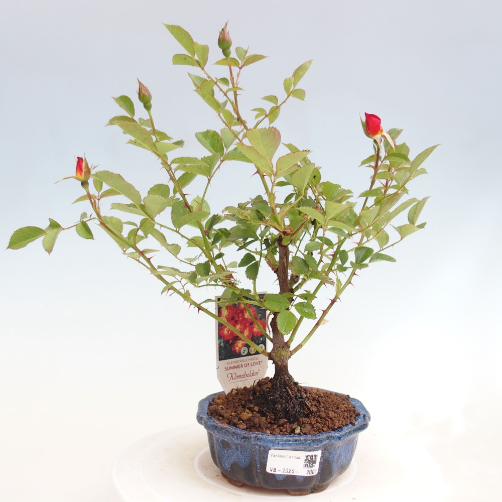 Freilandbonsai - Rosa Kordes -  Rose