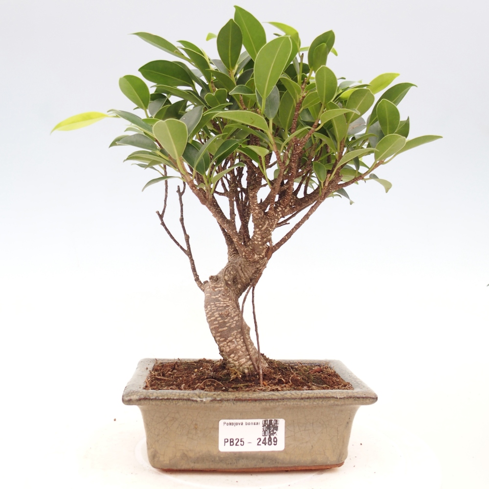 Zimmerbonsai - Ficus retusa - kleinblättriger Ficus