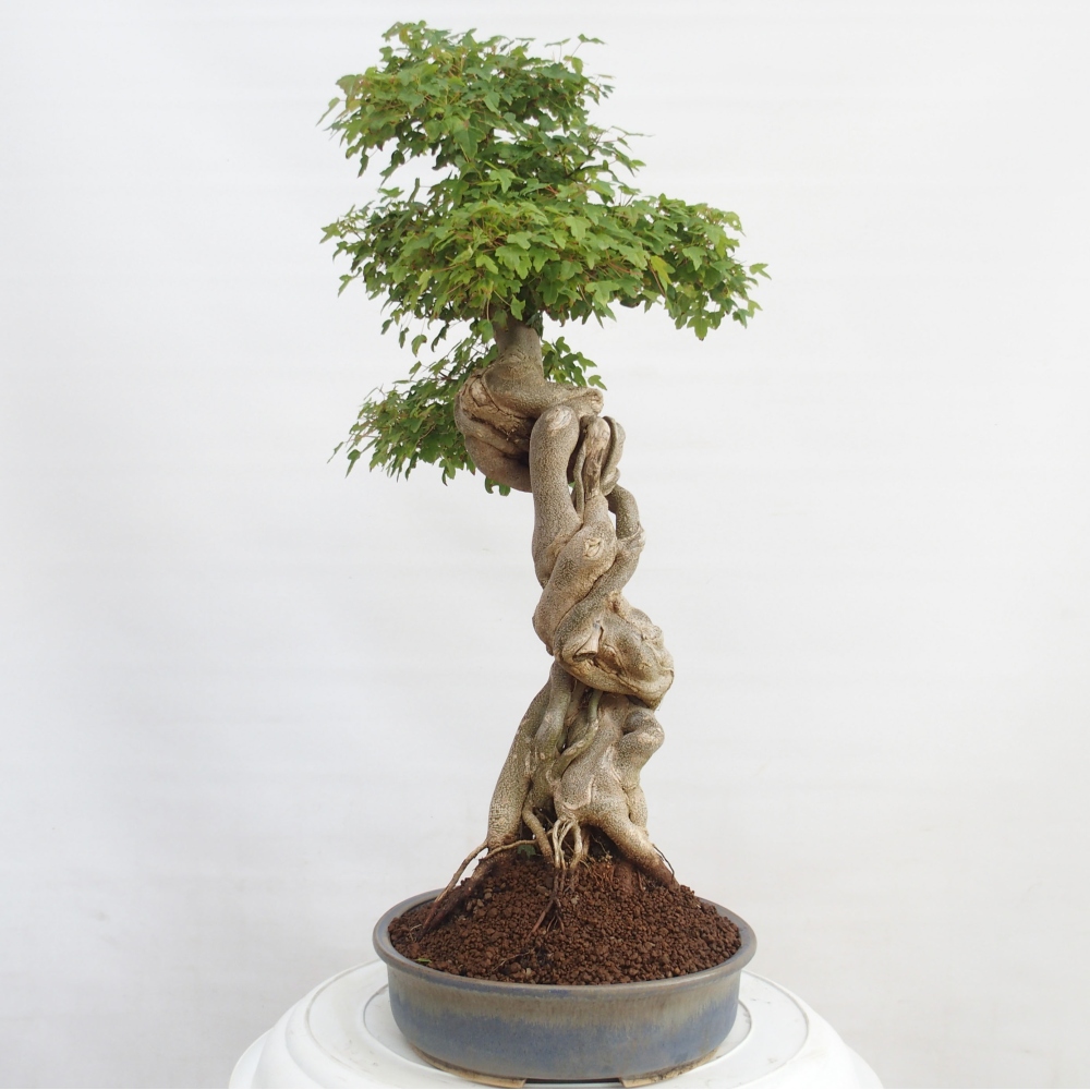 Bonsai im Freien - Ahorn Buergerianum - Burger Maple