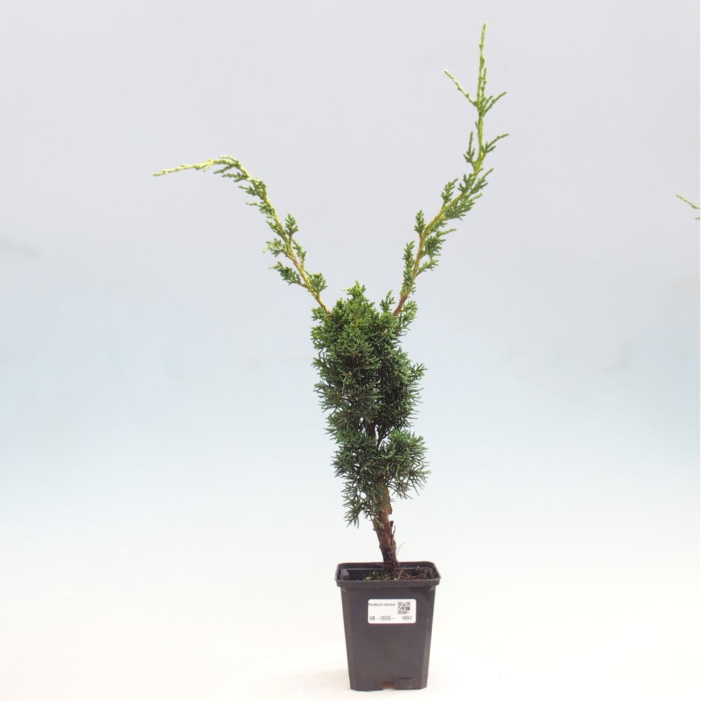 Bonsai für draußen - Juniperus chinensis Kishu