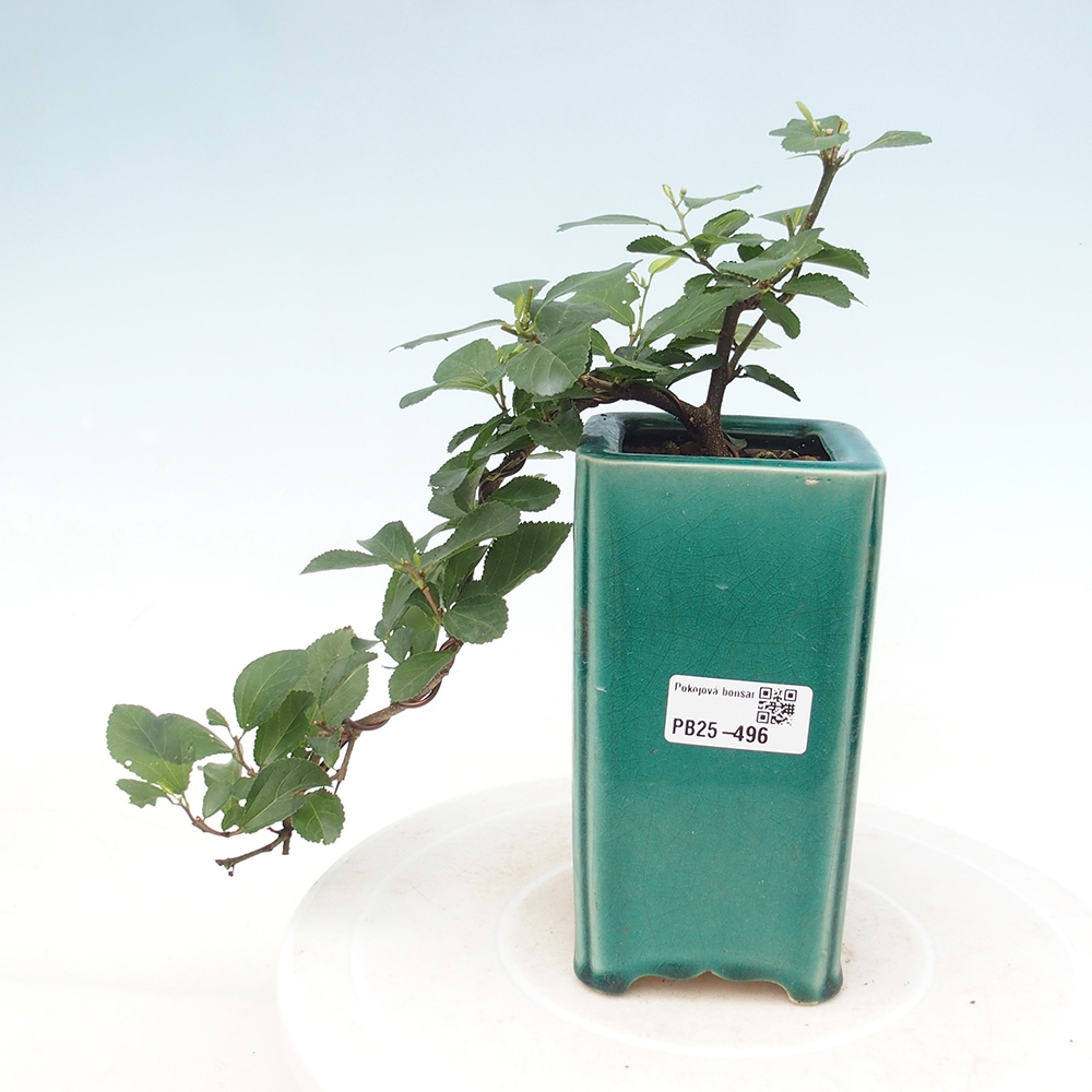 Zimmerbonsai - Grewia occidentalis - Lavendelstern