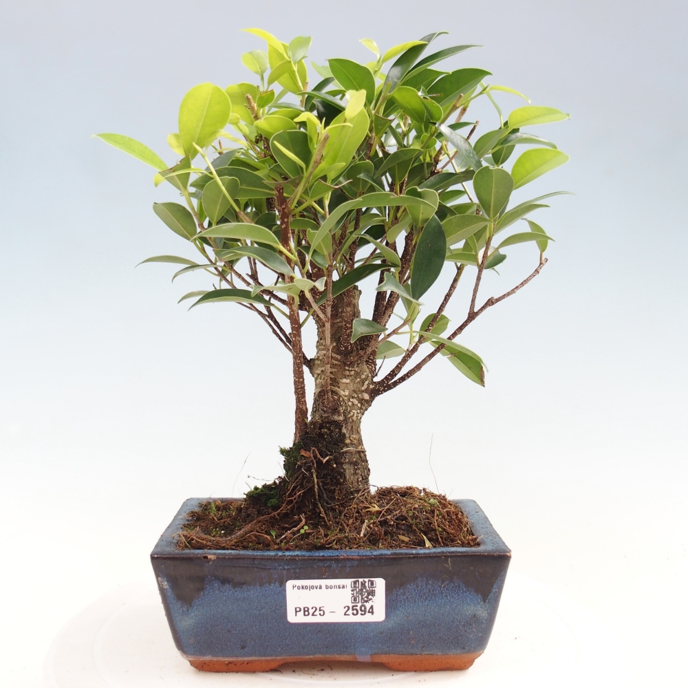 Zimmerbonsai - Ficus retusa - kleinblättriger Ficus