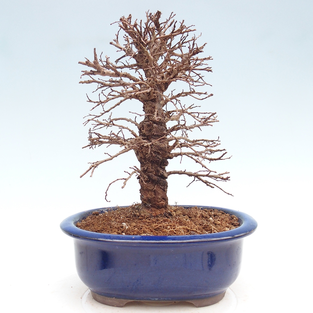 Bonsai für draußen - Zelkova - Zelkova NIRE
