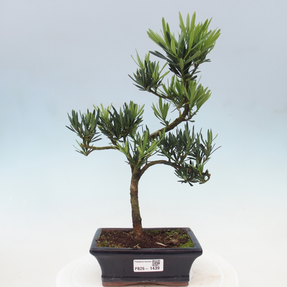 Zimmerbonsai - Podocarpus - Stein-Eibe