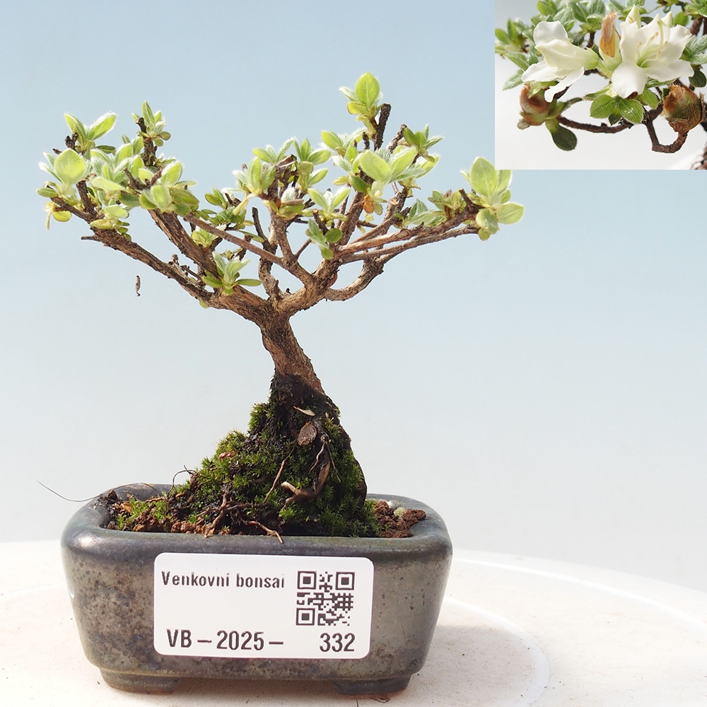 Outdoor-Bonsai - Rododendron indicum - Japanische Azalee
