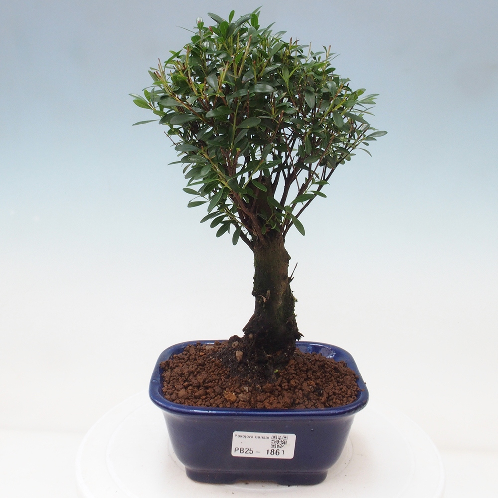 Zimmer Bonsai - Syzygium - Pimentovník