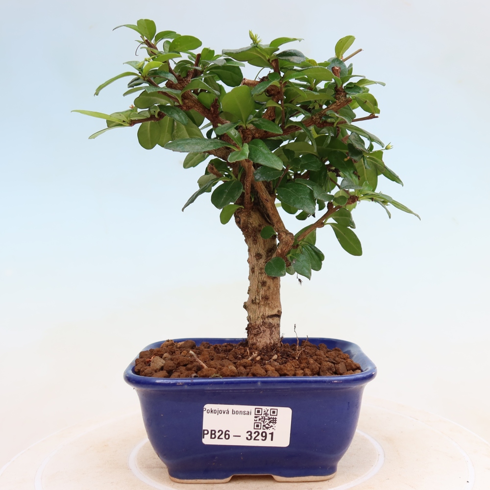 Zimmer-Bonsai - Carmona macrophylla - Tee-Fuki