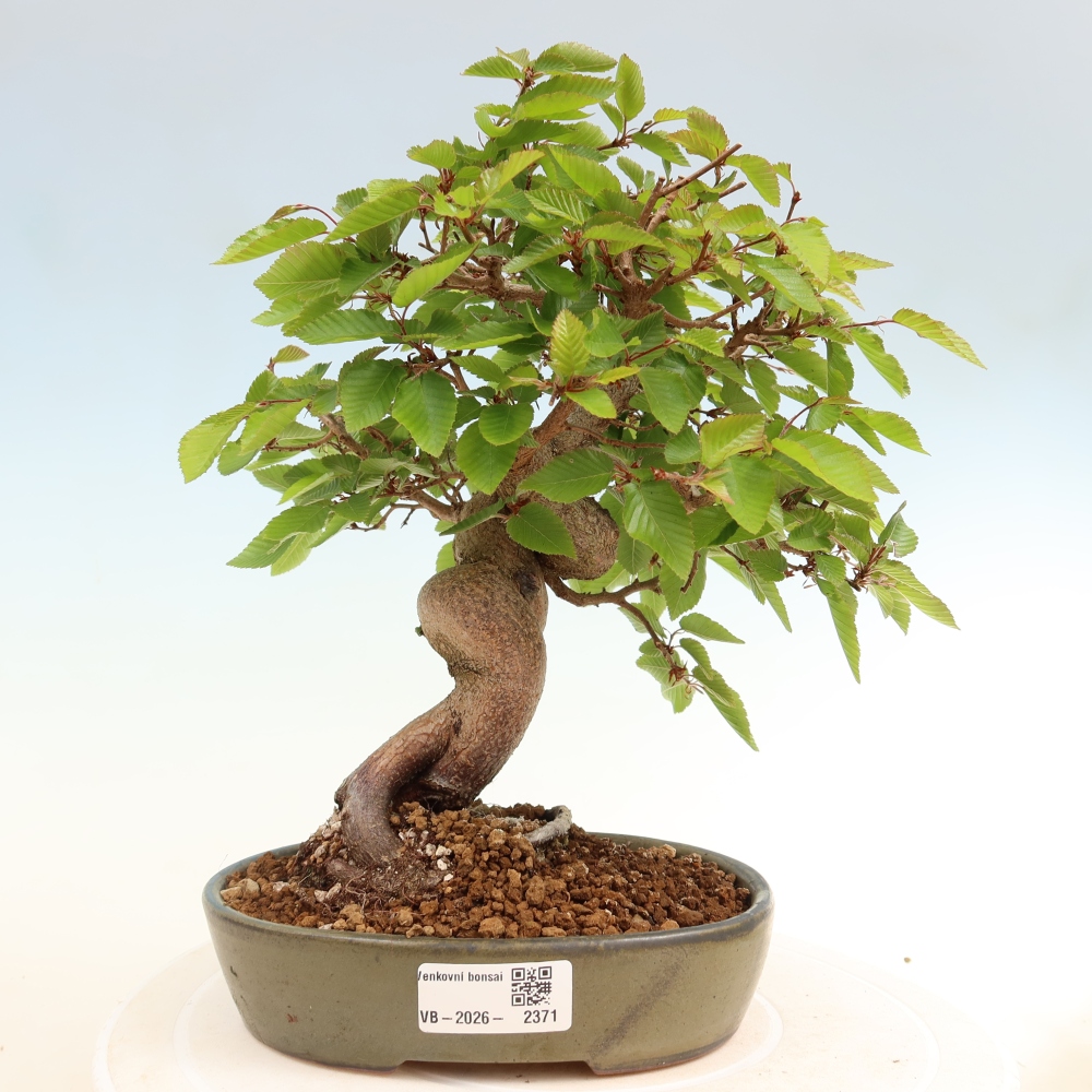 Bonsai für draußen - Karpinus Coreana - Koreanische Hainbuche