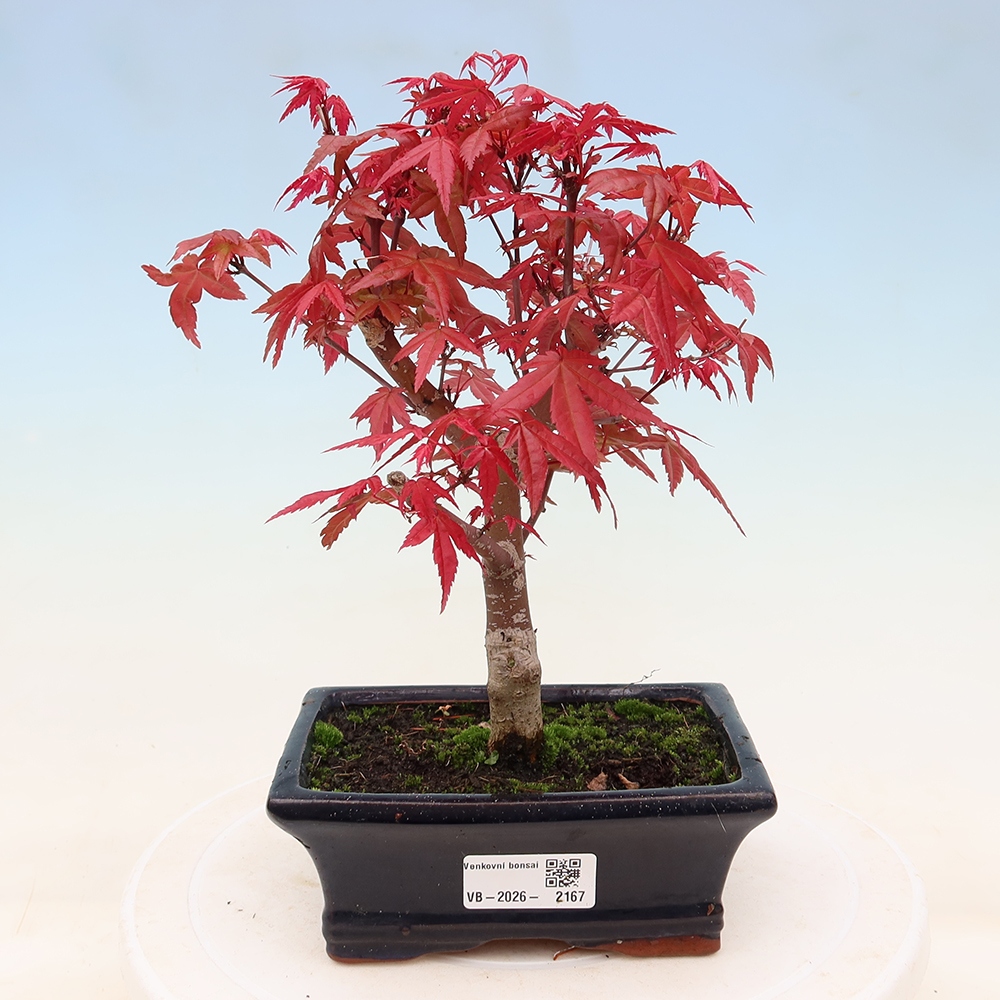 Bonsai für draußen - Acer palmatum DESHOJO