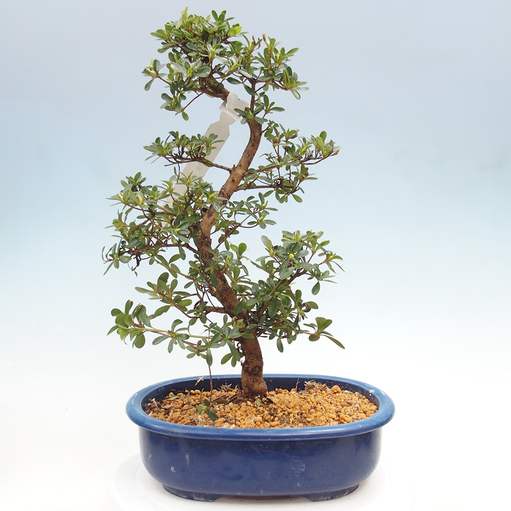 Bonsai für draußen - Japanische Azalee - Azalee Asahi-no-izumi