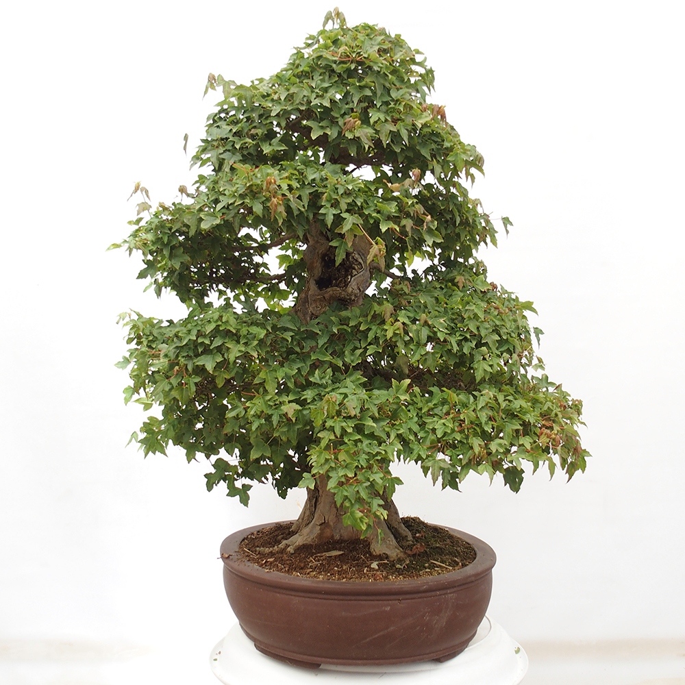 Bonsai im Freien - Ahorn Buergerianum - Burger Maple