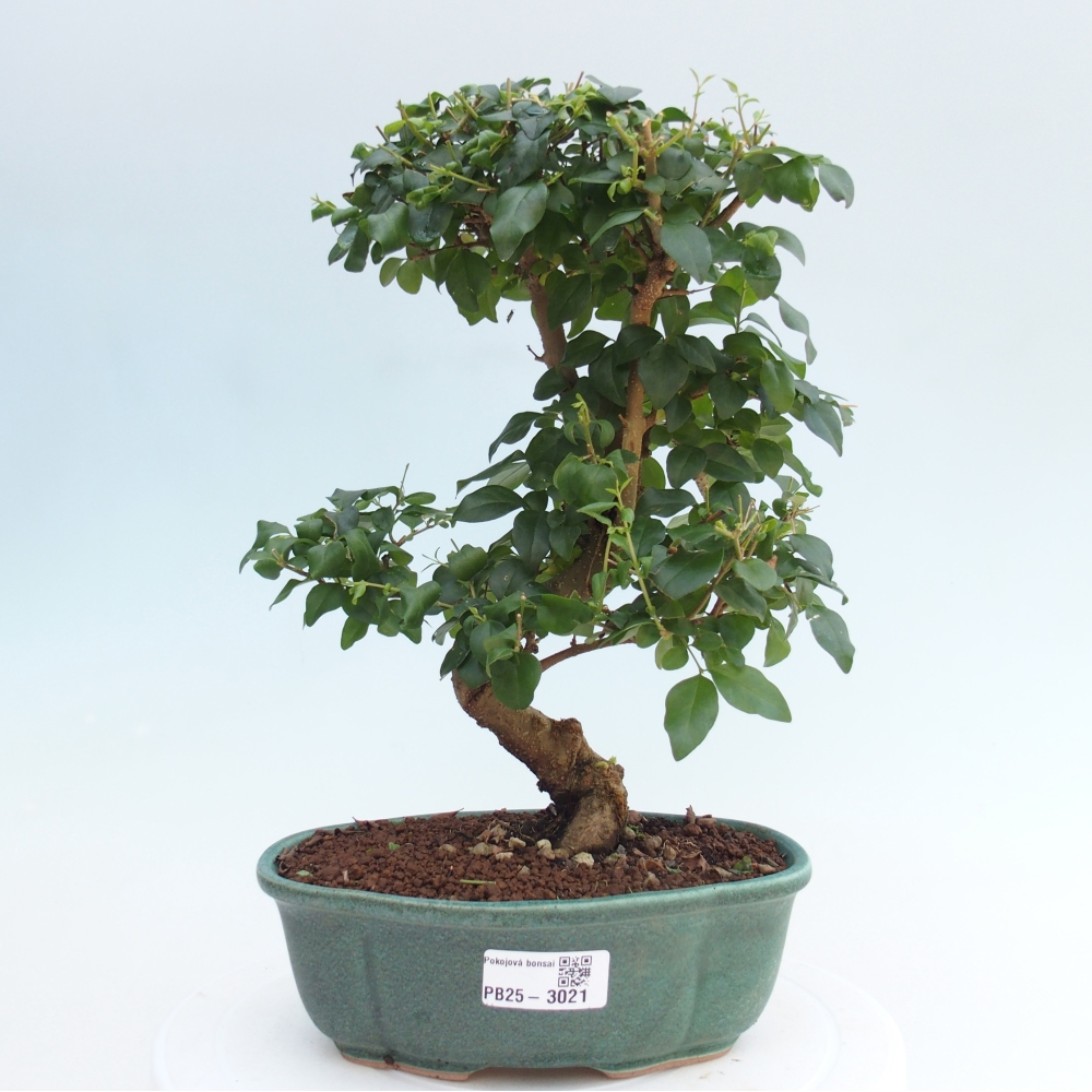 Indoor Bonsai -Ligustrum chinensis - Vogelschnabel