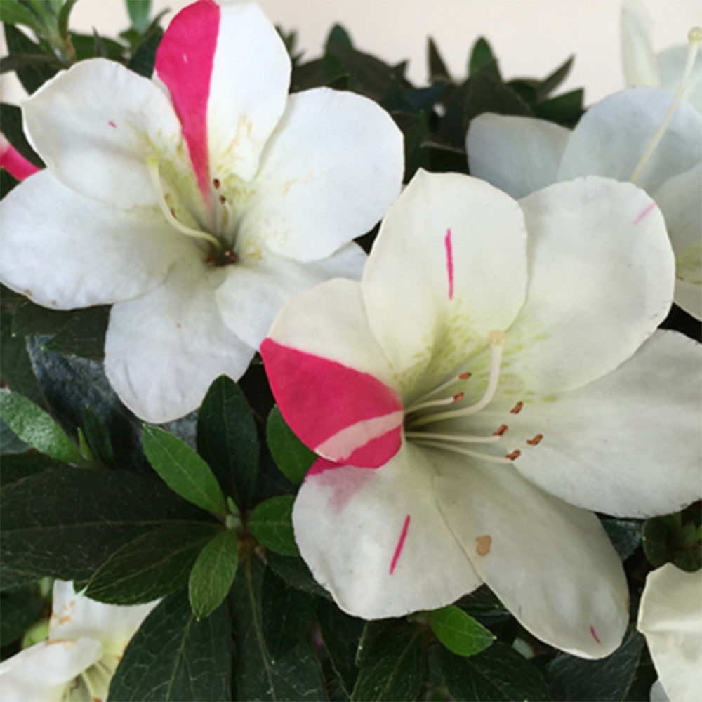 Bonsai für draußen - Japanische Azalee - Azalee Suigootome