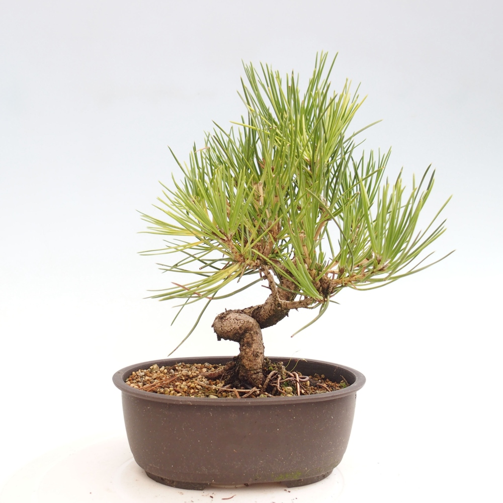 Bonsai im Freien - Pinus thunbergii - Thunbergia-Kiefer