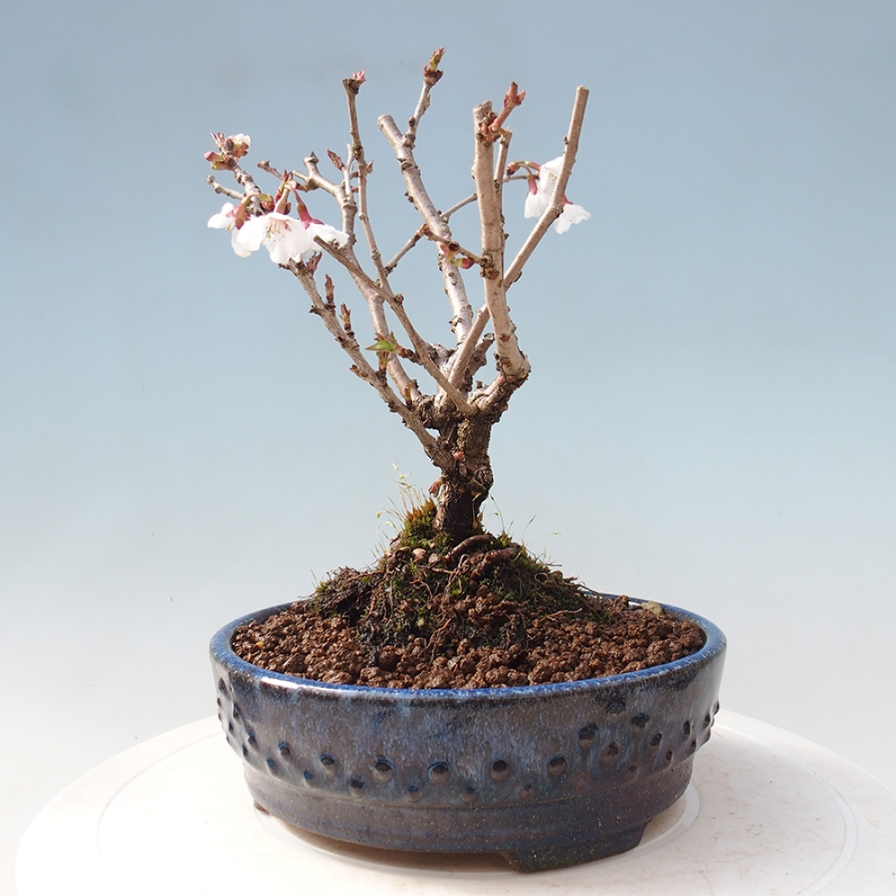 Bonsai im Freien - Prunus incisa Kojou-no mai-Pflaume geschnitten