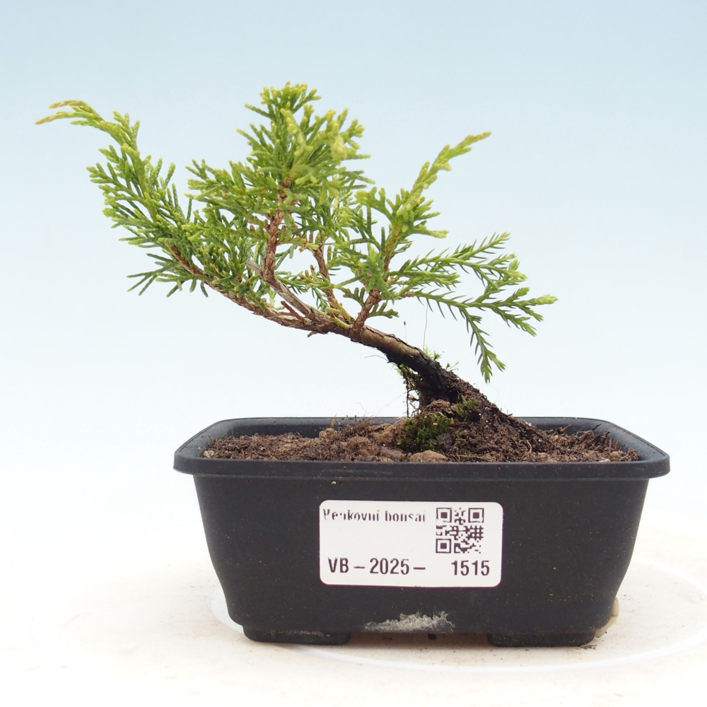 Bonsai Töpfe Bonsai Du00fcnger KENTIS Bonsai Junip Produktbild-Vorschau 9