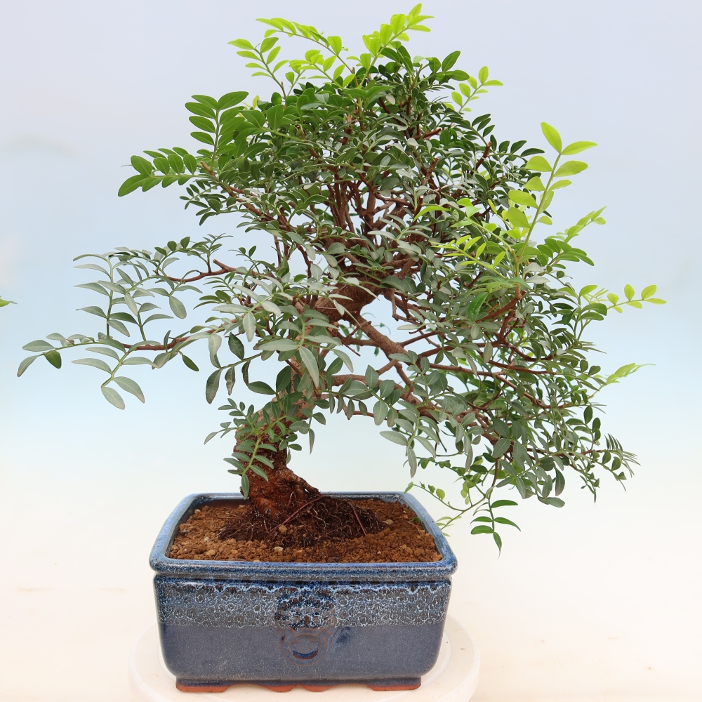 Zimmerbonsai – Pistacia lentiscus – Pistazie