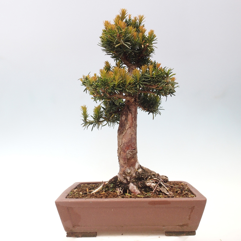 Bonsai im Freien - Taxus cuspidata - Japanische Eibe