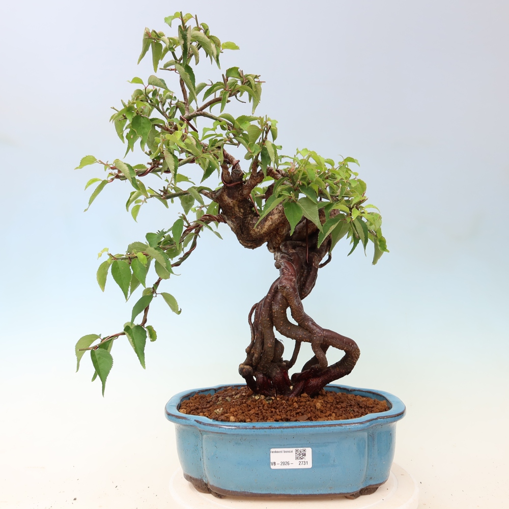 Bonsai für den Außenbereich – Japanischer Aprikosenbaum – Prunus Mume