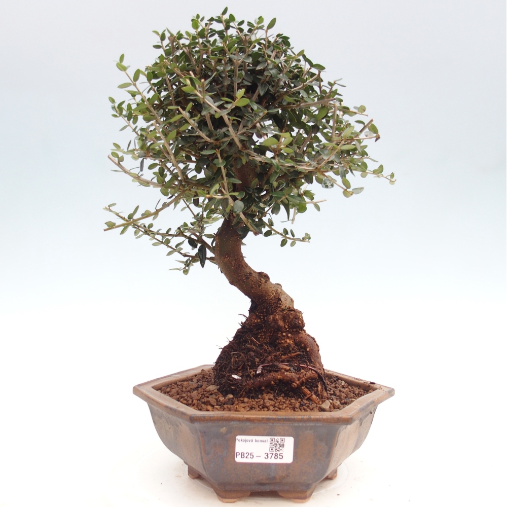 Zimmerbonsai - Olea europaea sylvestris